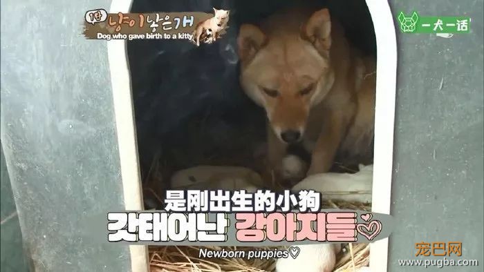 活久见！韩国母狗生了一只……小猫？-1.jpeg