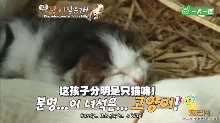 活久见！韩国母狗生了一只……小猫？-3.jpeg
