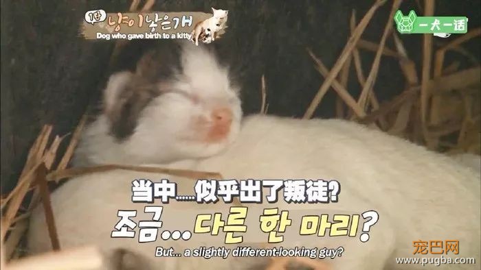 活久见！韩国母狗生了一只……小猫？-2.jpeg