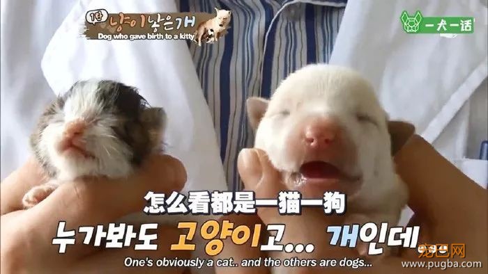 活久见！韩国母狗生了一只……小猫？-4.jpeg