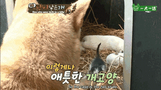 活久见！韩国母狗生了一只……小猫？-9.gif
