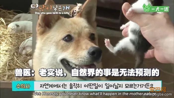 活久见！韩国母狗生了一只……小猫？-7.jpeg