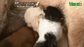 活久见！韩国母狗生了一只……小猫？-6.gif