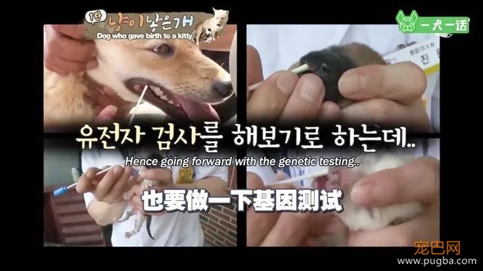 活久见！韩国母狗生了一只……小猫？-8.jpeg