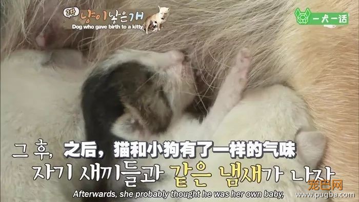 活久见！韩国母狗生了一只……小猫？-11.jpeg