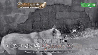 活久见！韩国母狗生了一只……小猫？-10.gif