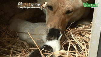活久见！韩国母狗生了一只……小猫？-12.gif