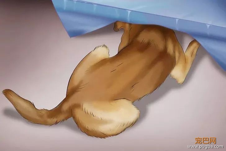 纠正狗狗一切坏习惯的万能公式！-10.jpeg
