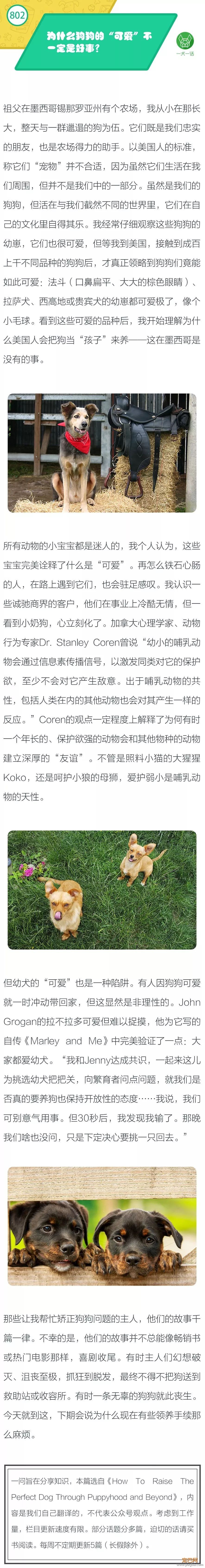 为什么狗狗的“可爱”不一定是好事？-1.jpeg