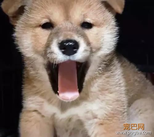 爱犬患病离世，三个月后他看到新收养狗狗身上的胎记，瞬间泪奔…-3.jpg