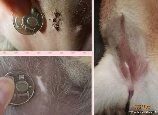 爱犬患病离世，三个月后他看到新收养狗狗身上的胎记，瞬间泪奔…-5.jpg
