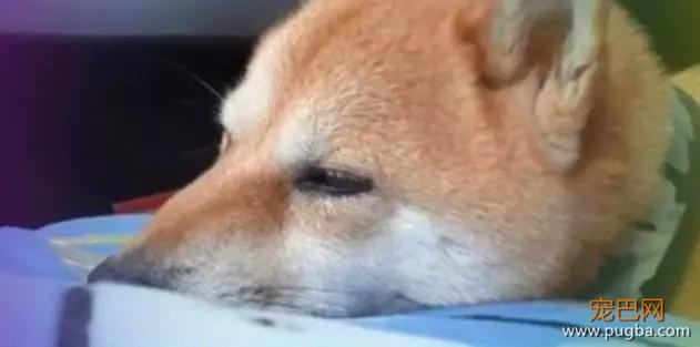 爱犬患病离世，三个月后他看到新收养狗狗身上的胎记，瞬间泪奔…-2.jpg