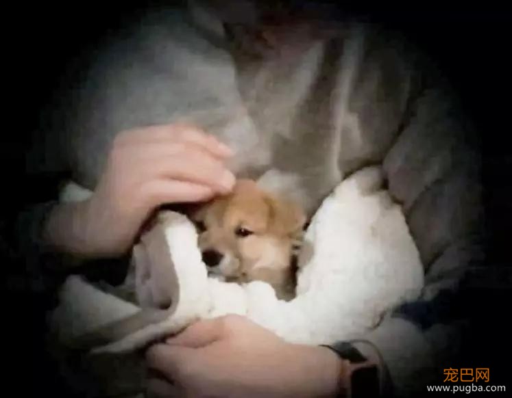 爱犬患病离世，三个月后他看到新收养狗狗身上的胎记，瞬间泪奔…-4.jpg
