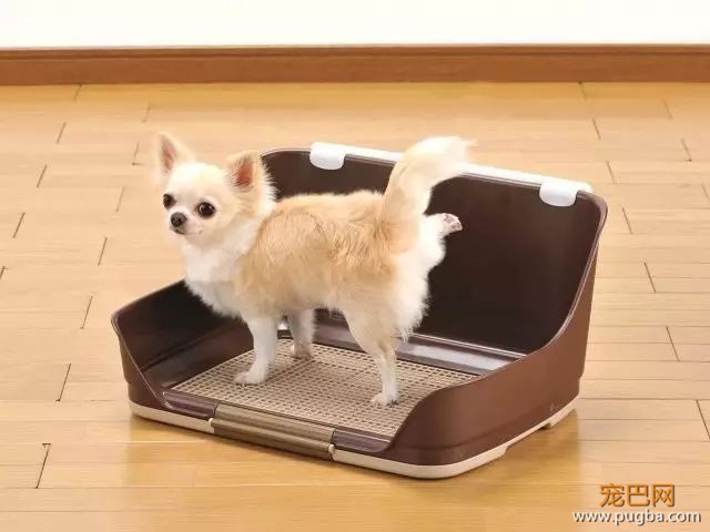 训练狗狗上厕所的五种方法！只要方法对，谁都教的会！-7.jpeg