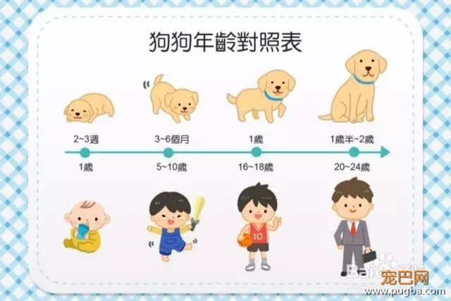 训练狗狗上厕所的五种方法！只要方法对，谁都教的会！-5.jpeg