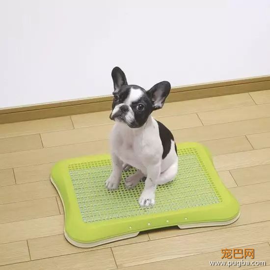 训练狗狗上厕所的五种方法！只要方法对，谁都教的会！-6.jpeg