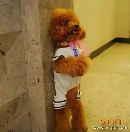 训练狗狗上厕所的五种方法！只要方法对，谁都教的会！-4.jpeg
