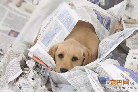 训练狗狗上厕所的五种方法！只要方法对，谁都教的会！-9.jpeg
