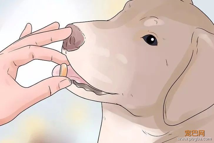 眼睁睁看狗狗挠耳朵却束手无策？教材接好~-5.jpeg