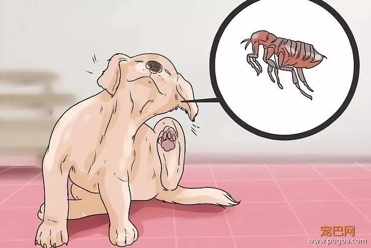眼睁睁看狗狗挠耳朵却束手无策？教材接好~-10.jpeg