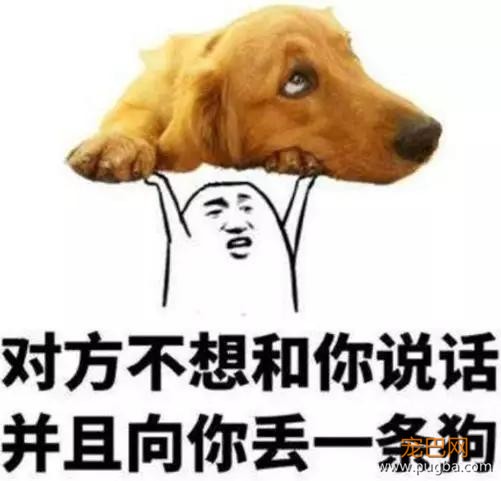 狗狗西餐鸡尾酒，主人打牌打台球，这是什么神仙餐厅！-8.jpg