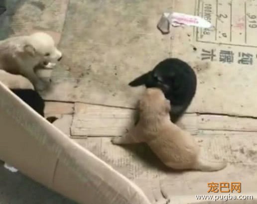 老汉收养一只金毛，隔天金毛叼着小奶狗送他，这一幕让人飙泪！-3.jpeg