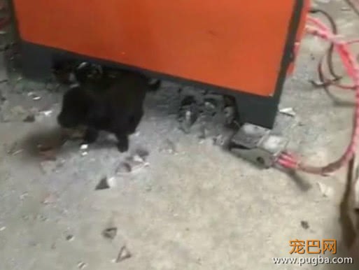 老汉收养一只金毛，隔天金毛叼着小奶狗送他，这一幕让人飙泪！-2.jpeg