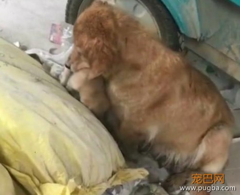 老汉收养一只金毛，隔天金毛叼着小奶狗送他，这一幕让人飙泪！-1.jpeg