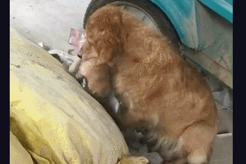 老汉收养一只金毛，隔天金毛叼着小奶狗送他，这一幕让人飙泪！-4.gif