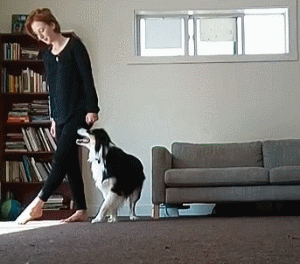 妹子把狗当男票养，网友看了都超羡慕！-2.gif