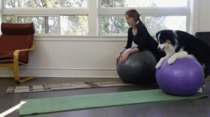 妹子把狗当男票养，网友看了都超羡慕！-5.gif