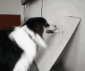 妹子把狗当男票养，网友看了都超羡慕！-7.gif