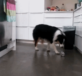 妹子把狗当男票养，网友看了都超羡慕！-11.gif