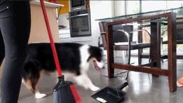 妹子把狗当男票养，网友看了都超羡慕！-14.gif
