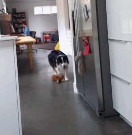 妹子把狗当男票养，网友看了都超羡慕！-18.gif