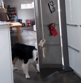 妹子把狗当男票养，网友看了都超羡慕！-19.gif
