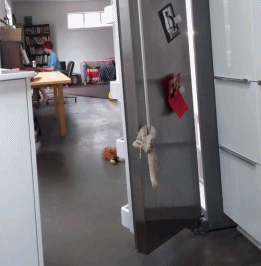 妹子把狗当男票养，网友看了都超羡慕！-20.gif
