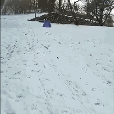 妹子把狗当男票养，网友看了都超羡慕！-25.gif