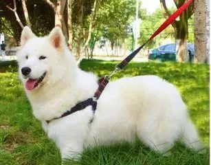 别轻心！春季养狗的五大关键，这样做很重要！-7.jpeg