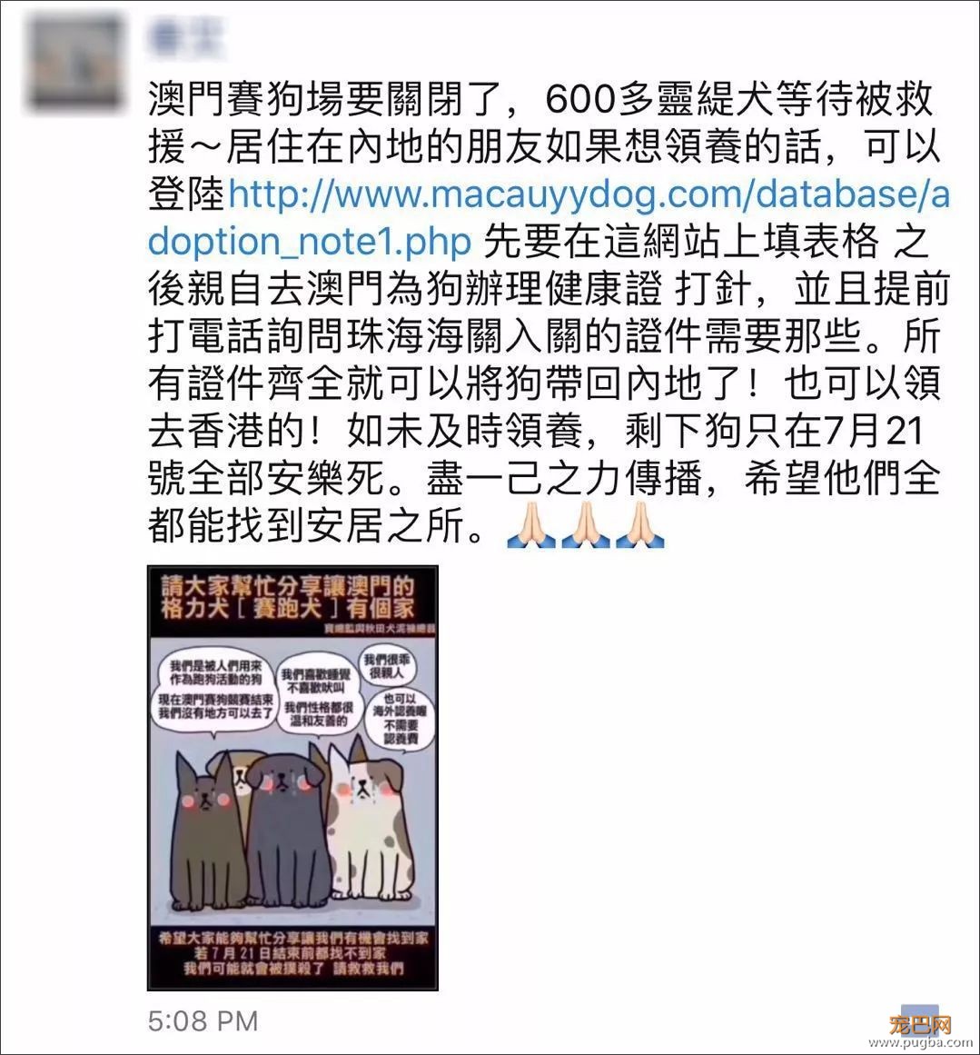 “转发领养”，真能解救澳门650只灵缇赛犬吗？-1.jpeg