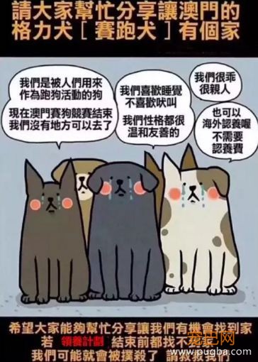 “转发领养”，真能解救澳门650只灵缇赛犬吗？-2.jpeg