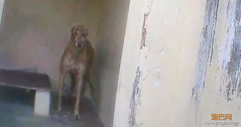 “转发领养”，真能解救澳门650只灵缇赛犬吗？-6.jpeg
