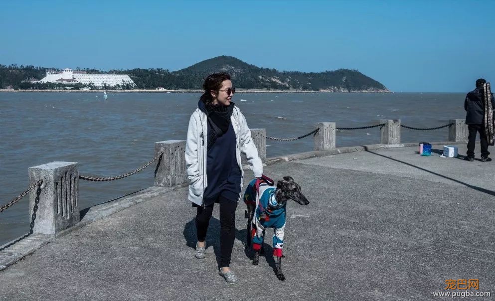 “转发领养”，真能解救澳门650只灵缇赛犬吗？-14.jpeg