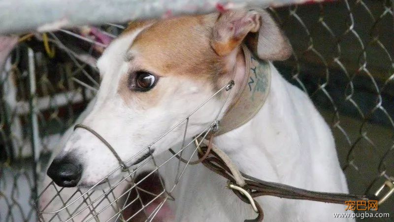 “转发领养”，真能解救澳门650只灵缇赛犬吗？-16.jpeg
