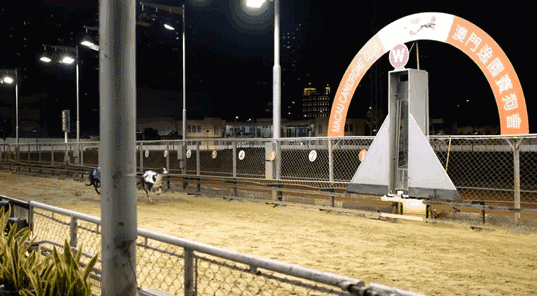 “转发领养”，真能解救澳门650只灵缇赛犬吗？-15.gif