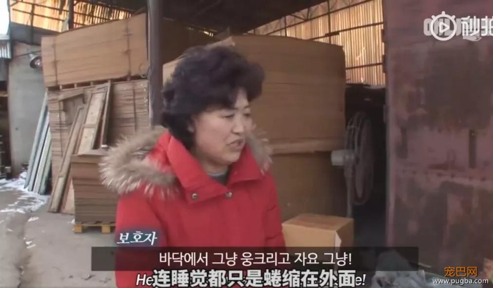 狗狗宁愿睡雪地也不进狗窝，这背后的原因，值得每个铲屎官反思-4.jpg