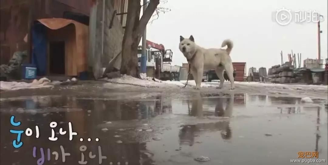 狗狗宁愿睡雪地也不进狗窝，这背后的原因，值得每个铲屎官反思-6.jpg