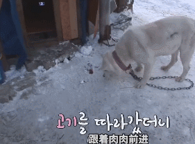 狗狗宁愿睡雪地也不进狗窝，这背后的原因，值得每个铲屎官反思-12.gif