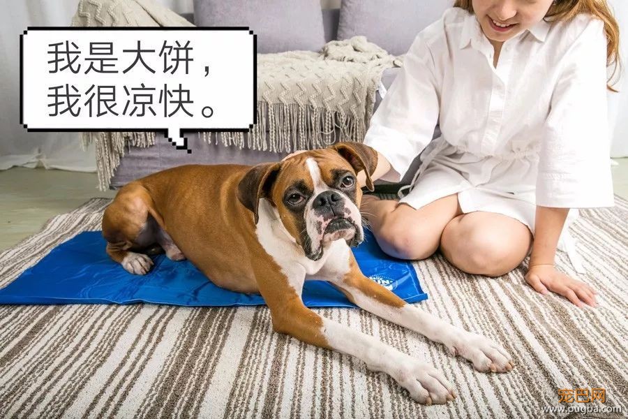 为什么夏季降温方式那么多，你只想到给狗喝水？-9.jpeg