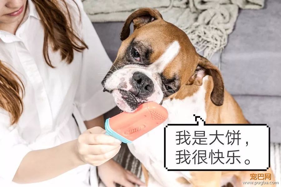 为什么夏季降温方式那么多，你只想到给狗喝水？-12.jpeg